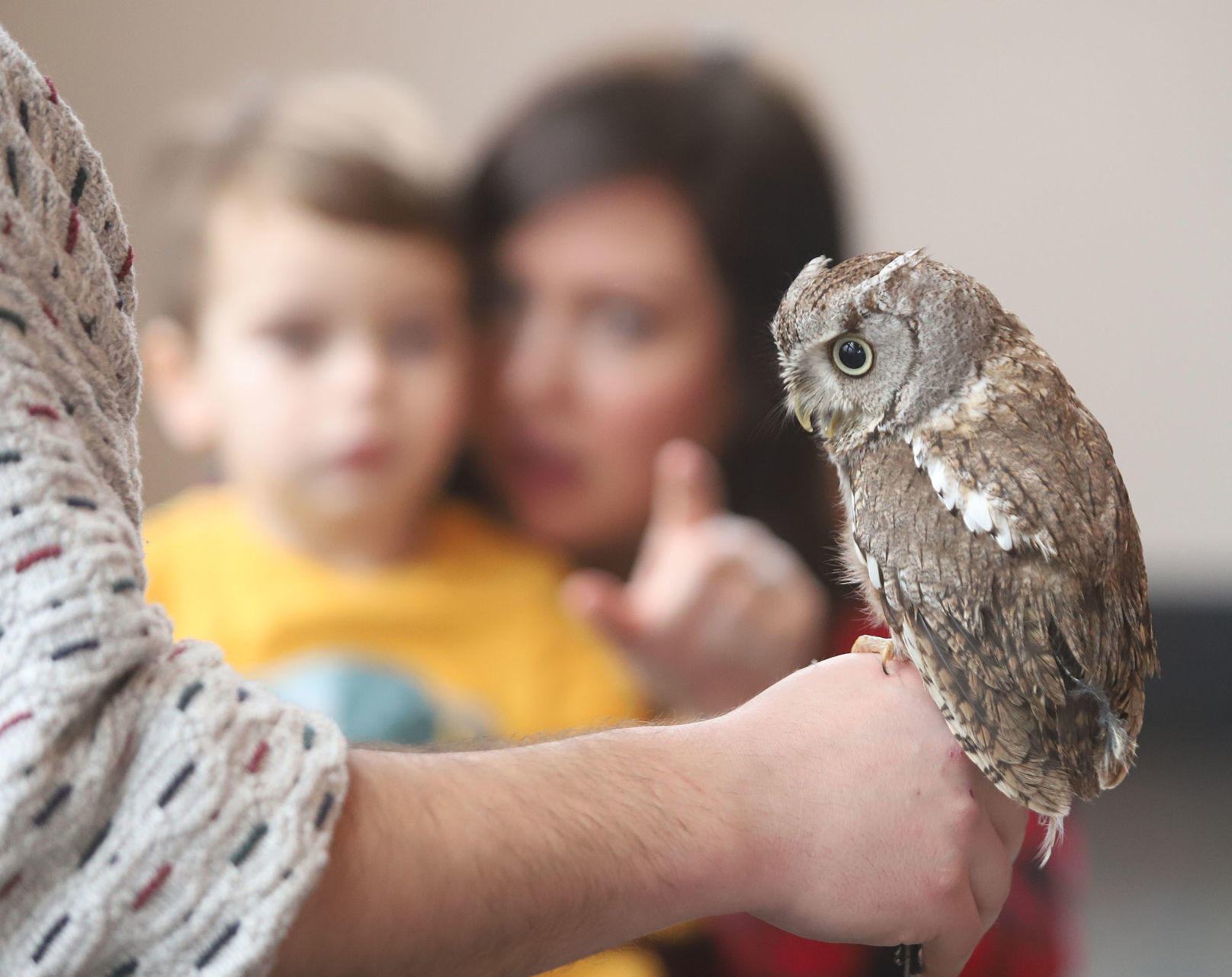 Scovill Zoo screech owl